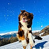 active, animal, blue_sky, canine, daylight, dog, fur, happy, jumping, landscape, motion, mountains, nature, outdoor, pet, playful, sky, snow, snowflakes, winter