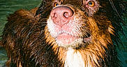 Uppa participe au concours pour gagner de l'argent avec cette photo : animal, brown_dog, canine, daylight, dog, ears, eyes, fur, looking_up, nature, outdoor, pond, portrait, river, shallow_water, snout, water, wet, wet_fur, white_chest
