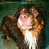 animal, brown_dog, canine, daylight, dog, ears, eyes, fur, looking_up, nature, outdoor, pond, portrait, river, shallow_water, snout, water, wet, wet_fur, white_chest