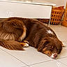 basket, brown_dog, candle, cozy, dog, floor, fur, home, indoor, nose, pet, plant, potted_plant, relaxed, resting, sleeping, table, tile_floor, white_table, wicker_basket