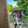 alert, animal, blue_sky, brown_dog, canine, cute, dog, fur, garden, grass, greenery, happy, nature, outdoor, pet, playful, standing, sunlight, white_paws, wooden_post
