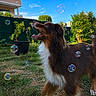 animal, backyard, blue_sky, bubble, canine, daylight, dog, excited, fur, garden, grass, greenery, happy, muzzle, nature, outdoor, paw, pet, playful, snout