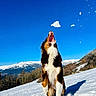active, animal, blue_sky, canine, catching, daylight, dog, fur, happy, jumping, landscape, mountains, nature, outdoor, pet, playing, sky, snow, snowball, winter