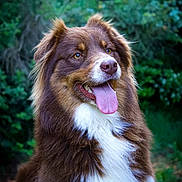 Uppa a rejoint le concours — aidez-le/la à gagner de superbes lots ! dog, brown_dog, white_fur, tongue_out, happy, alert, outdoor, forest, greenery, nature, pet, portrait, canine, fur, animal, mammal, cute, friendly, closeup, summer