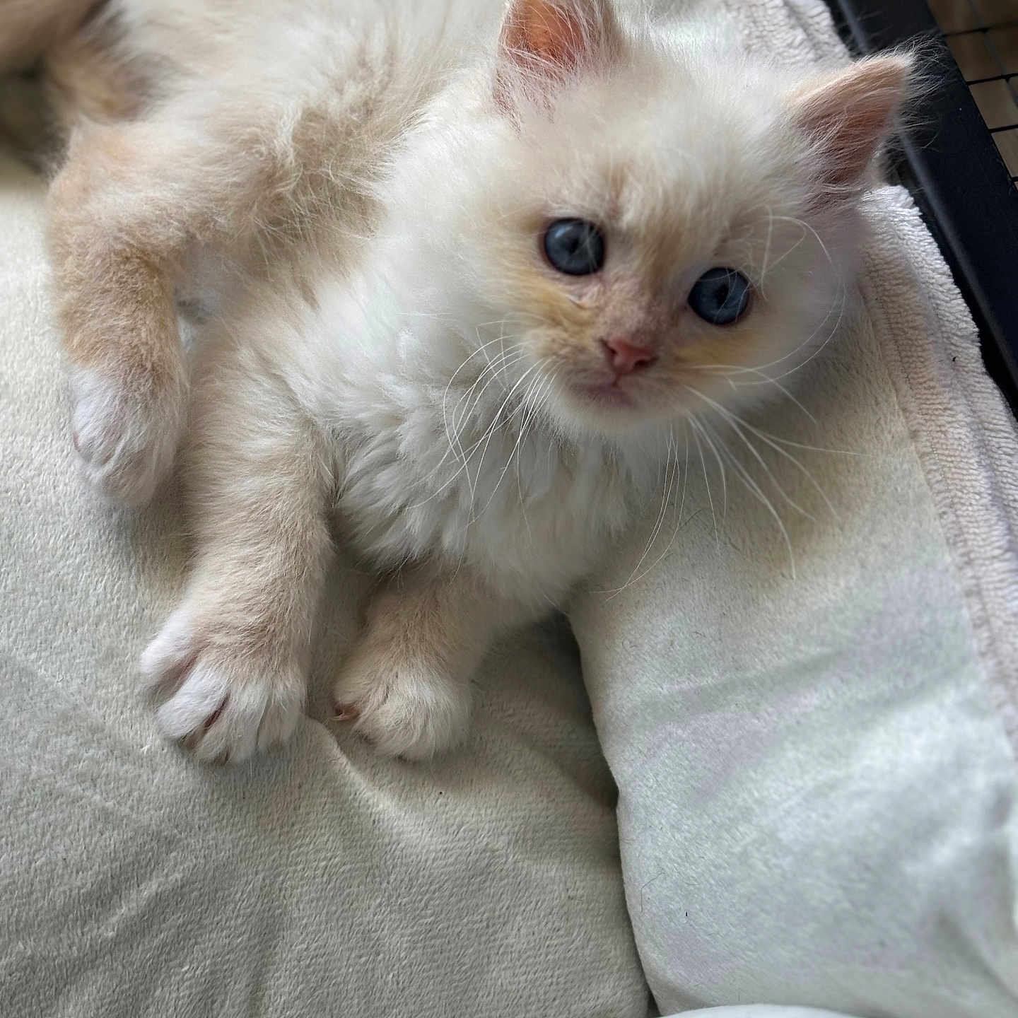 Flocon