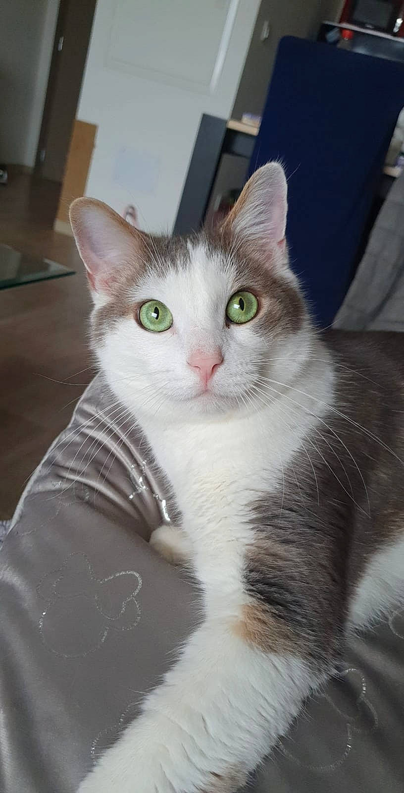 Orlando a rejoint le concours — aidez-le/la à gagner de superbes lots ! carnivore, cat, domestic_short_haired_cat, ear, felidae, fur, paw, sitting, small_to_medium_sized_cats, snout, tail, whiskers, window