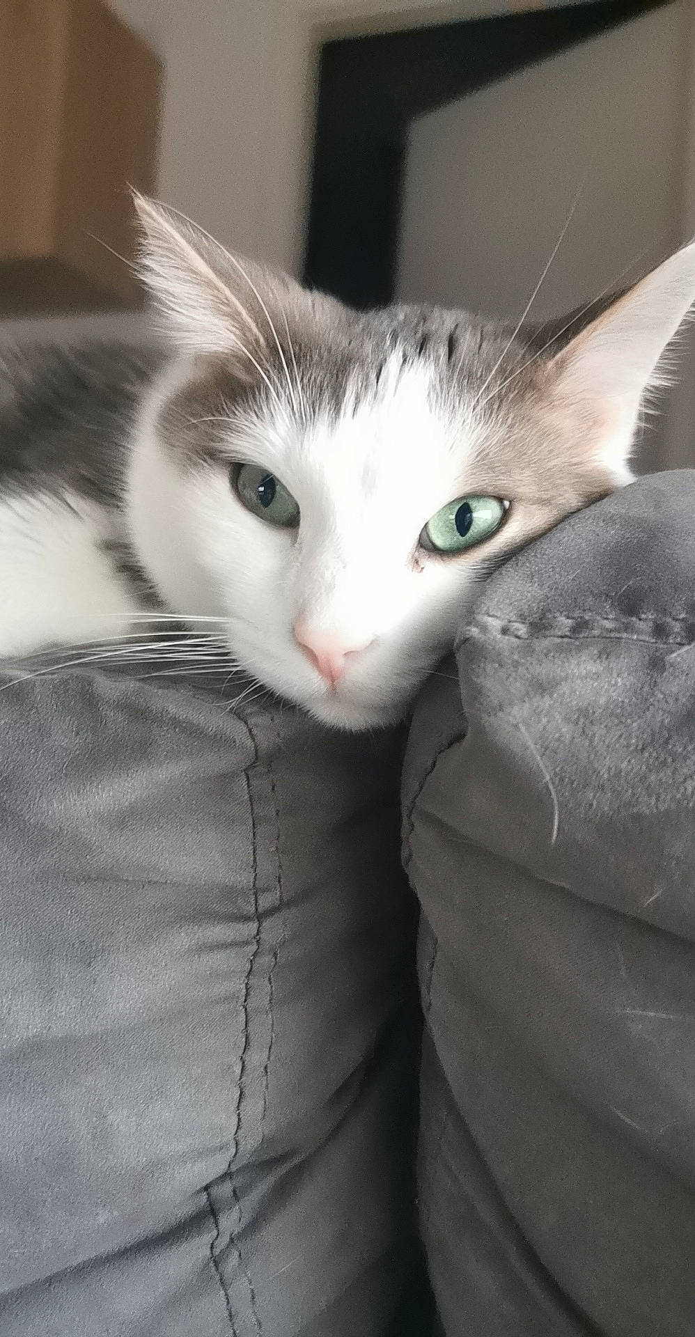 Orlando a rejoint le concours — aidez-le/la à gagner de superbes lots ! box, cardboard, carnivore, cat, claw, comfort, domestic_short_haired_cat, ear, felidae, fur, hair, mammal, paw, small_to_medium_sized_cats, snout, tail, vertebrate, whiskers
