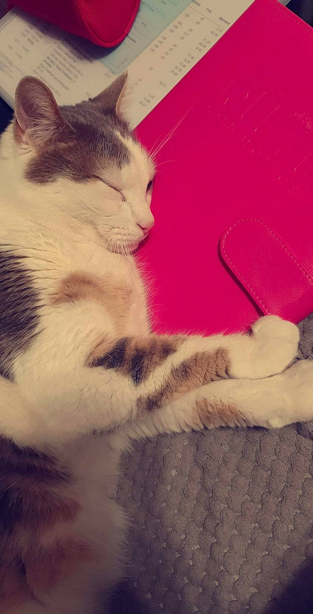 Orlando a rejoint le concours — aidez-le/la à gagner de superbes lots ! art, carnivore, cat, claw, cloud, comfort, domestic_short_haired_cat, eye, felidae, fur, leg, meteorological_phenomenon, nose, paw, sky, small_to_medium_sized_cats, snout, tail, whiskers, window