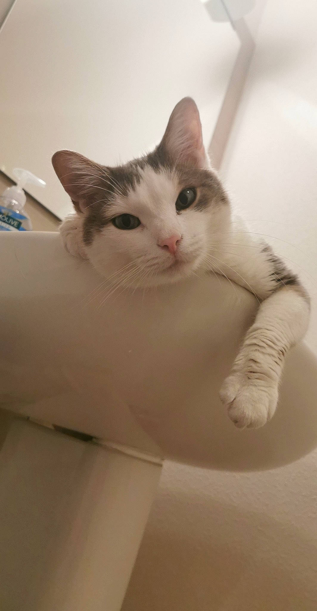 Orlando participe au concours pour gagner de l'argent avec cette photo : box, carnivore, cat, comfort, domestic_short_haired_cat, ear, eye, eyelash, fawn, felidae, fur, iris, paw, small_to_medium_sized_cats, snout, tail, whiskers