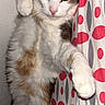 cat, feline, white_cat, gray_cat, orange_patches, pet, animal, face, eyes, ears, whiskers, pink_nose, paw, fur, lying, relaxed, indoor, curtain, polka_dot, portrait