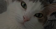 Loulou participe au concours pour gagner de l'argent avec cette photo : cat, kitten, animal, pet, white_fur, gray_fur, green_eyes, whiskers, ears, nose, face, portrait, close_up, indoors, bedroom, blanket, cozy, sleeping_area, furry, cute