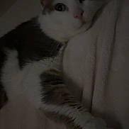 Loulou a rejoint le concours — aidez-le/la à gagner de superbes lots ! cat, kitten, black_and_white, pet, animal, feline, face, eyes, whiskers, ears, paws, fur, sleepy, relaxed, lying_down, cuddling, pillow, bed, indoor, portrait