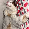 cat, calico_cat, pet, animal, sleeping, relaxed, lying_down, belly_up, fluffy, fur, paws, whiskers, closed_eyes, pink_nose, indoor, bed, blanket, patterned_fabric, cozy, cute