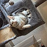 cat, white_cat, ginger_patches, fluffy, feline, pet, animal, lying_down, relaxed, looking_at_camera, green_eyes, whiskers, pink_nose, cat_tree, scratching_post, hammock, indoor, home, cozy, playful