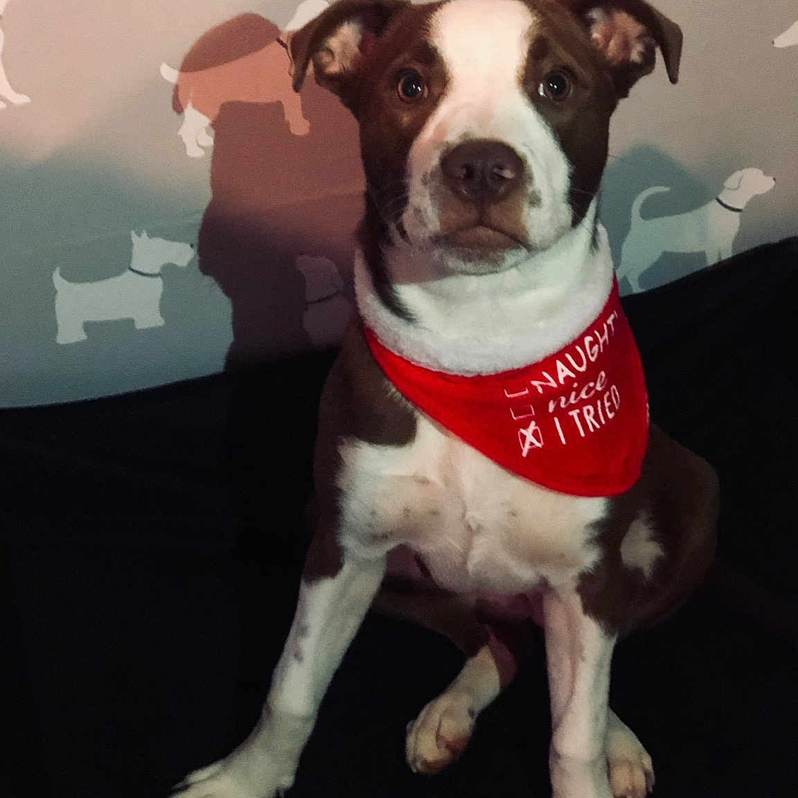 Layla is registered to the contest to win money with this photo: ancient_dog_breeds, art, canidae, carnivore, collar, companion_dog, dog, dog_breed, dog_collar, fashion_accessory, fawn, leash, logo, non_sporting_group, pet_supply, snout, sporting_group, t_shirt, working_animal, working_dog