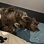 Rubby participe au concours pour gagner de l'argent avec cette photo : cat, gray_cat, fluffy, pet, bed, bedding, indoor, relaxed, lying_down, paws_up, feline, cozy, yellow_eyes, fur, cute, animal, resting, domestic_cat, sleepy, soft