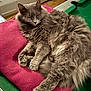 cat, gray_cat, fluffy_fur, pet, animal, indoor, blanket, red_blanket, pool_table, green_surface, relaxed, resting, feline, cozy, fur, paw, ears, whiskers, sleepy, domestic_animal