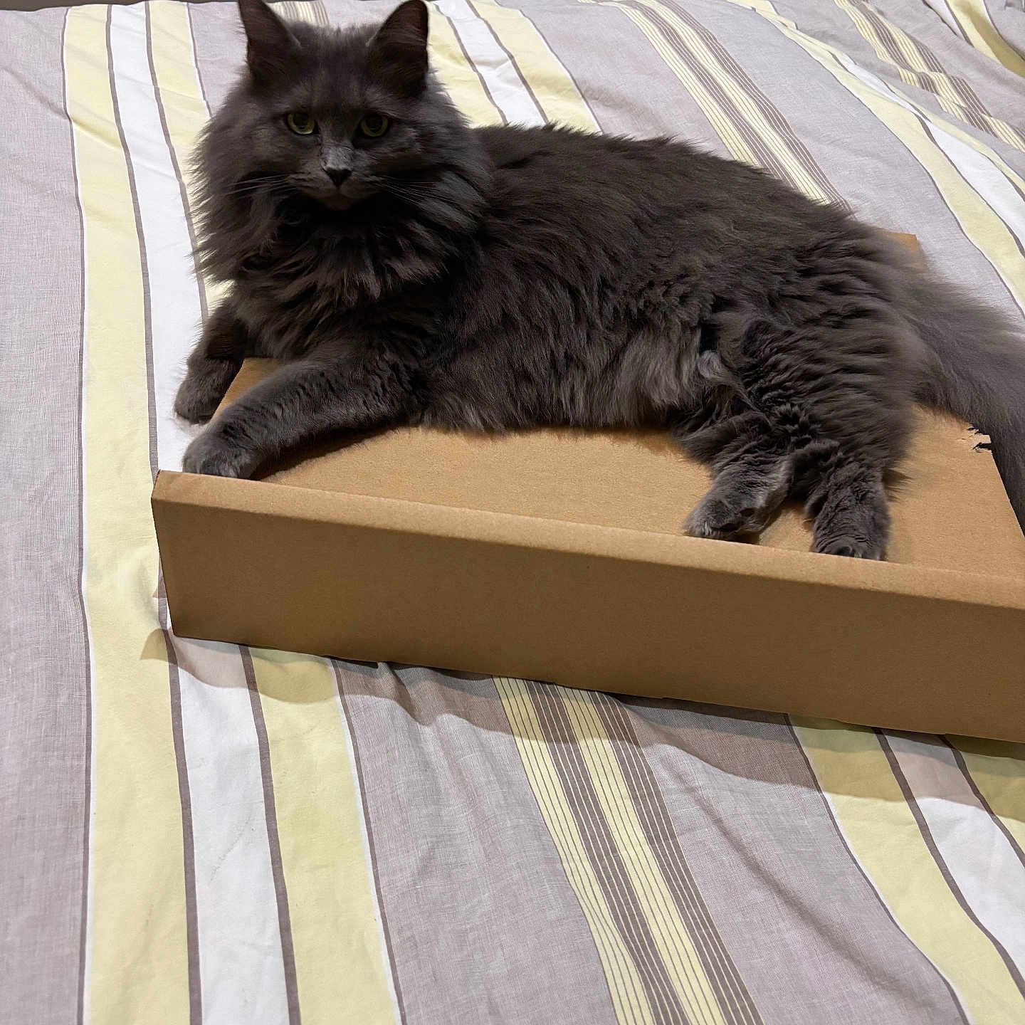 Rubby participe au concours pour gagner de l'argent avec cette photo : animal, bed, cardboard_box, cat, cute, domestic_animal, ears, eyes, feline, fluffy_cat, fur, gray_cat, home, indoor, lying_down, pet, relaxed, resting, striped_bedspread, whiskers