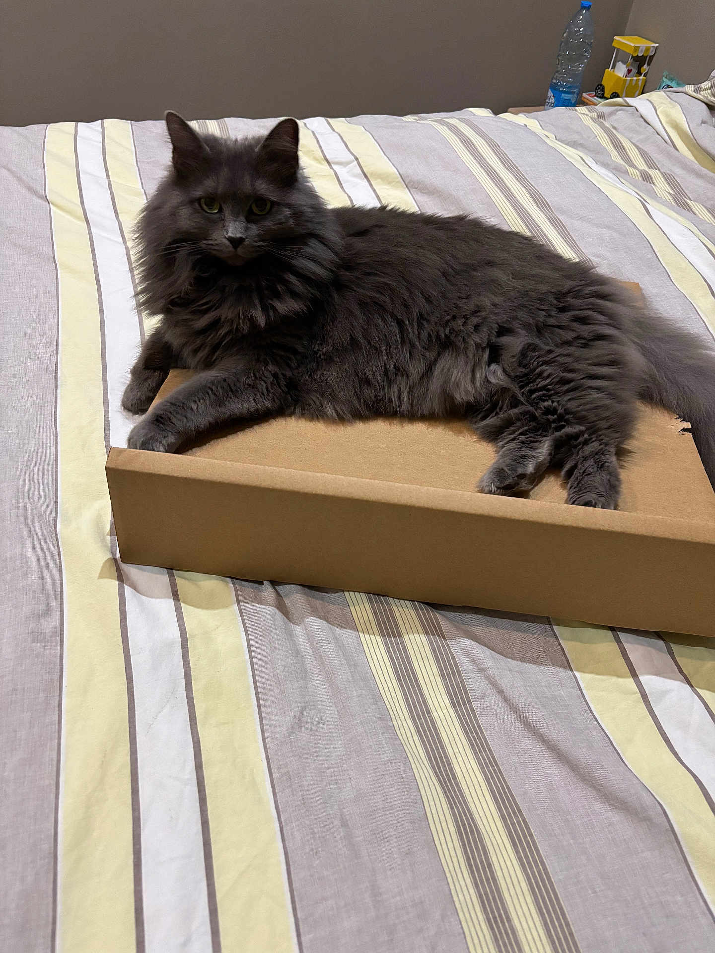 Rubby participe au concours pour gagner de l'argent avec cette photo : cat, gray_cat, fluffy_cat, bed, striped_bedspread, cardboard_box, pet, indoor, feline, resting, lying_down, animal, domestic_animal, cute, fur, whiskers, ears, eyes, relaxed, home