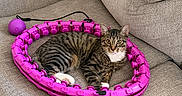 Milo Tommy is registered to the contest to win money with this photo: cat, tabby, pet, animal, feline, couch, sofa, fabric, beige, pink, toy, ring, indoor, relaxed, lying, curious, domestic, whiskers, ears, paw