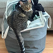 Milo Tommy joined the competition — help win amazing prizes! cat, tabby, laundry_basket, clothes, indoor, furniture, couch, floor, curious, pet, animal, domestic, striped, tail, ears, whiskers, sitting, looking, home, cozy