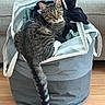 cat, tabby, laundry_basket, clothes, indoor, furniture, couch, floor, curious, pet, animal, domestic, striped, tail, ears, whiskers, sitting, looking, home, cozy