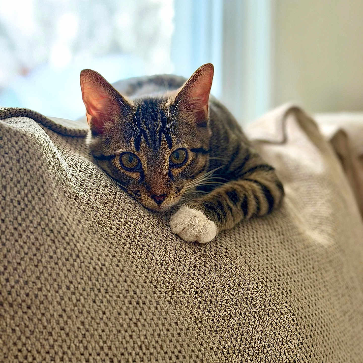 Milo Tommy is registered to the contest to win money with this photo: cat, tabby, pet, animal, indoor, cozy, blanket, couch, furniture, relaxing, whiskers, ears, paws, curious, window, natural_light, texture, closeup, resting, domestic