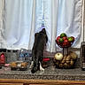 Milo Tommy joined the competition — help win amazing prizes! cat, tabby_cat, kitchen, countertop, curtains, water_bottles, fruit_basket, tomatoes, limes, potatoes, onion, muffins, container, window, domestic, curious, pet, indoor, food, household_items