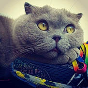 Marquis participe au concours pour gagner de l'argent avec cette photo : animal, cat, close_up, colorful, contemplative, cozy, cute, fluffy, fur, gray_cat, indoor, looking_up, pet, portrait, resting, shoe, sneaker, soft_light, whiskers, yellow_eyes