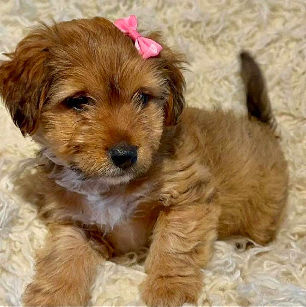 Cookie is registered to the contest to win money with this photo: airedale, animal, canine, cockerspaniel, dog, goldenretriever, hound, papillon, pet, poodle, puppy, snout, terrier, whitedog