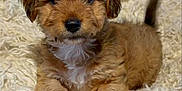 Cookie is registered to the contest to win money with this photo: airedale, animal, canine, cockerspaniel, dog, goldenretriever, hound, papillon, pet, poodle, puppy, snout, terrier, whitedog