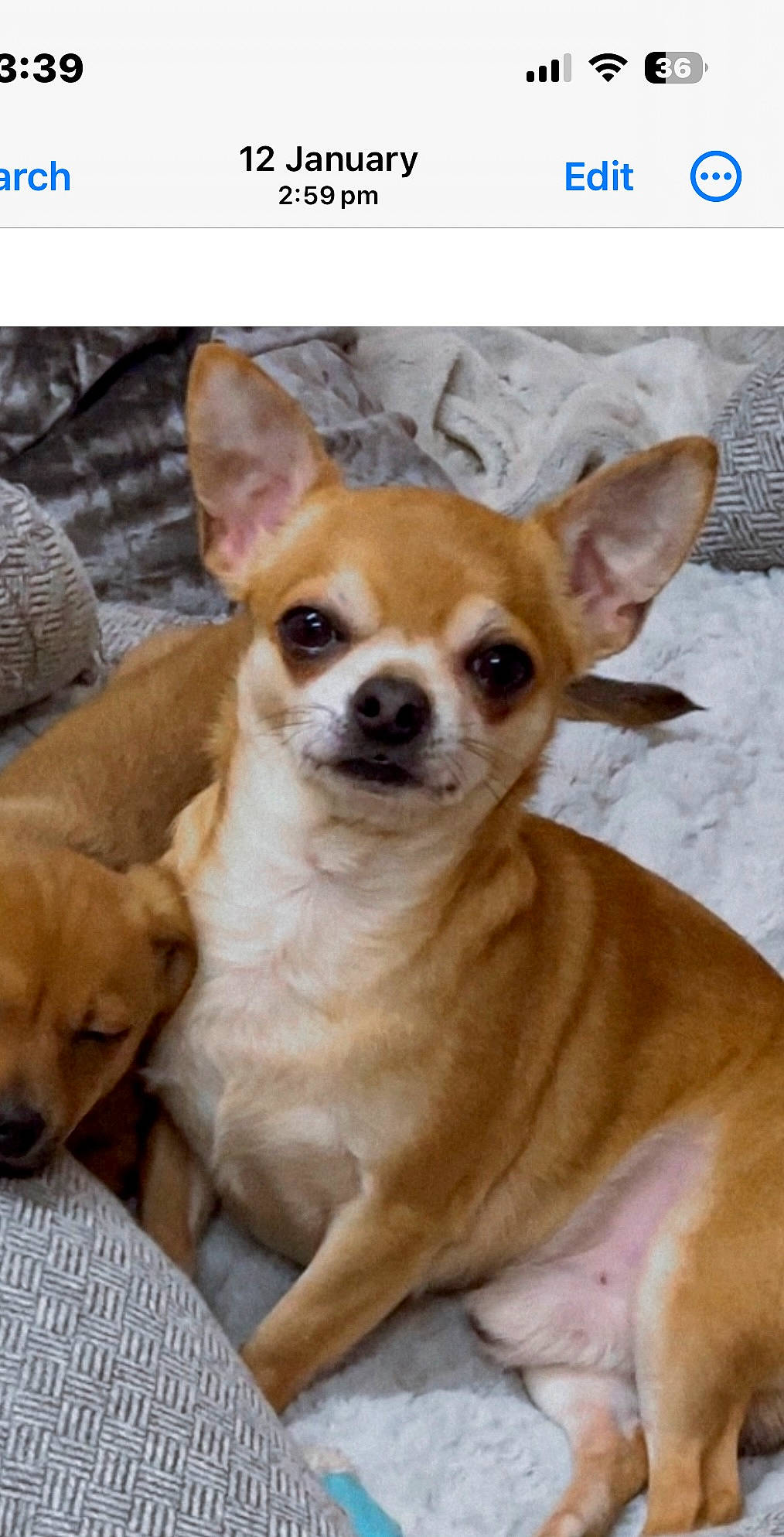 Peanut joined the competition — help win amazing prizes! ancient_dog_breeds, canidae, carnivore, chihuahua, companion_dog, corgi_chihuahua, dog, dog_breed, dog_supply, fawn, font, fur, photo_caption, russkiy_toy, snout, sporting_group, terrestrial_animal, toy_dog, whiskers, working_animal