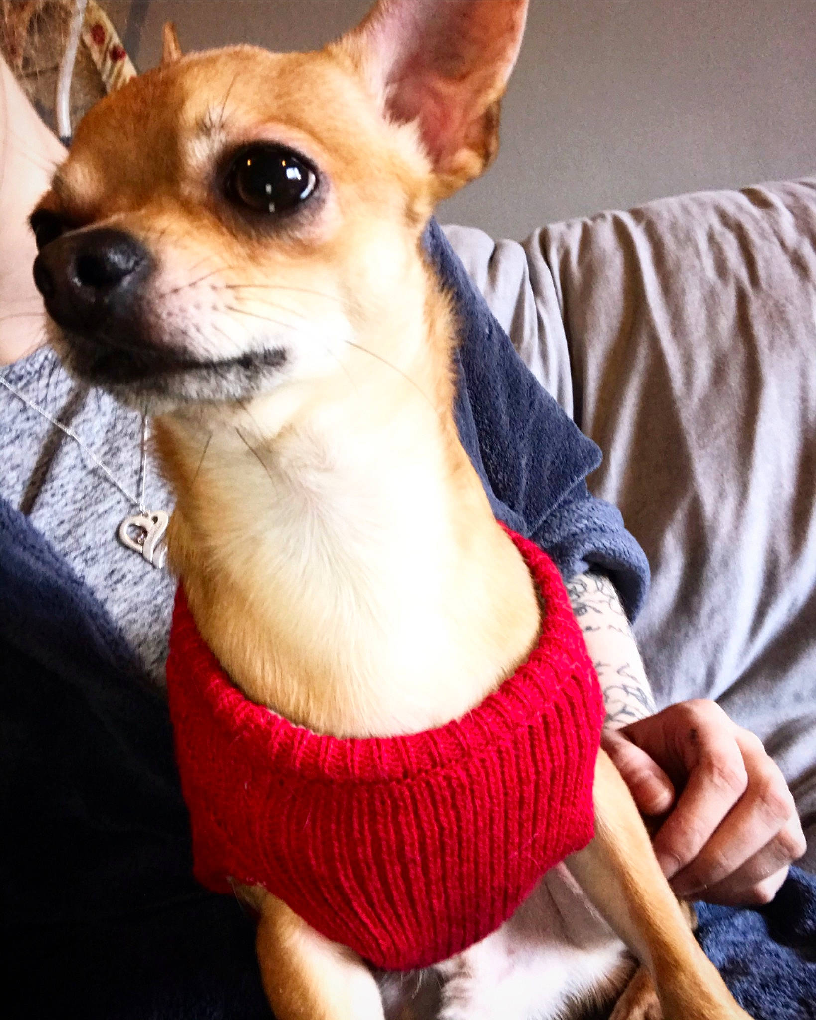 Peanut joined the competition — help win amazing prizes! canidae, carnivore, chihuahua, collar, comfort, companion_dog, dog, dog_breed, dog_supply, ear, fawn, fur, pattern, russkiy_toy, snout, sporting_group, terrestrial_animal, toy_dog, whiskers, working_animal