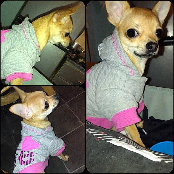 Peanut is registered to the contest to win money with this photo: carnivore, collar, companion_dog, dog, dog_breed, dog_clothes, dog_supply, fawn, magenta, mammal, outerwear, pet_supply, pink, sleeve, snout, textile, toy_dog, vertebrate, white, working_animal