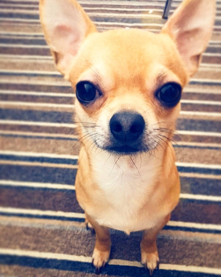 Peanut joined the competition — help win amazing prizes! canidae, carnivore, chihuahua, companion_dog, corgi_chihuahua, dog, dog_breed, ear, fawn, fur, paw, puppy, russkiy_toy, snout, sporting_group, terrestrial_animal, toy_dog, whiskers, wood, working_animal