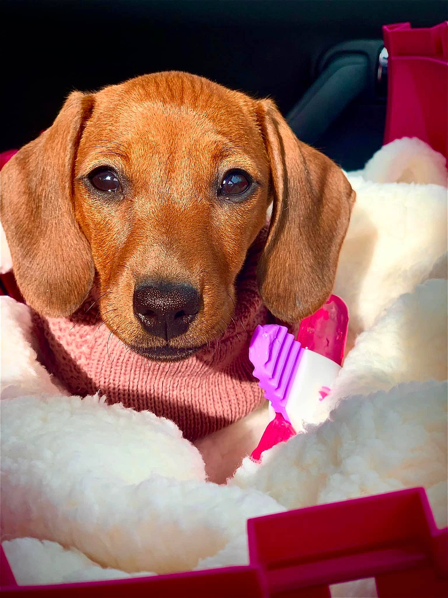 Hazel is registered to the contest to win money with this photo: canidae, carnivore, collar, comfort, companion_dog, dog, dog_bed, dog_breed, dog_supply, fawn, head_restraint, hound, linens, liver, mammal, pet_supply, snout, sporting_group, whiskers, working_animal