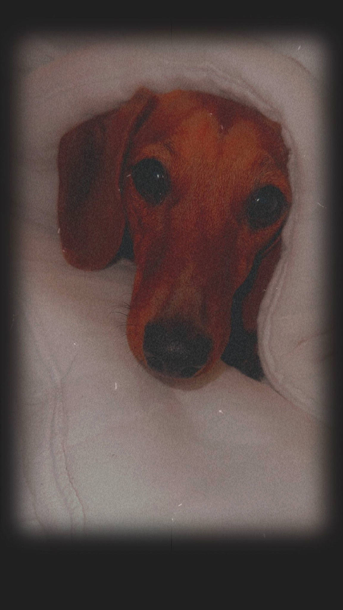 Hazel joined the competition — help win amazing prizes! canidae, carnivore, comfort, companion_dog, dog, dog_bed, dog_breed, ear, fawn, fur, hound, hunting_dog, liver, rectangle, snout, sporting_group, whiskers, working_animal