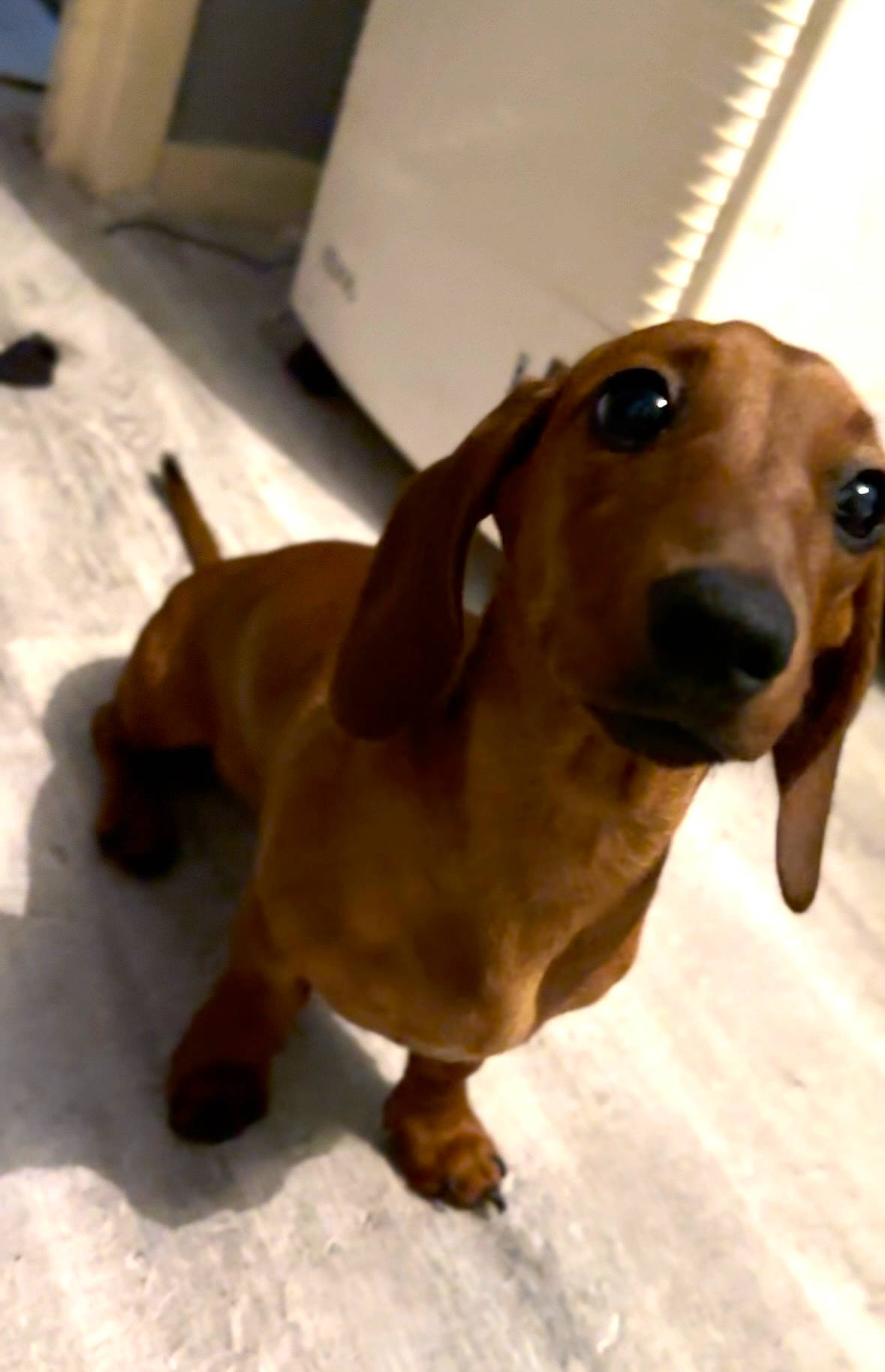 Hazel is registered to the contest to win money with this photo: canidae, carnivore, companion_dog, dog, dog_breed, ear, fawn, fur, liver, metal, natural_material, paw, pet_supply, snout, sporting_group, tail, terrestrial_animal, toy, whiskers, working_animal