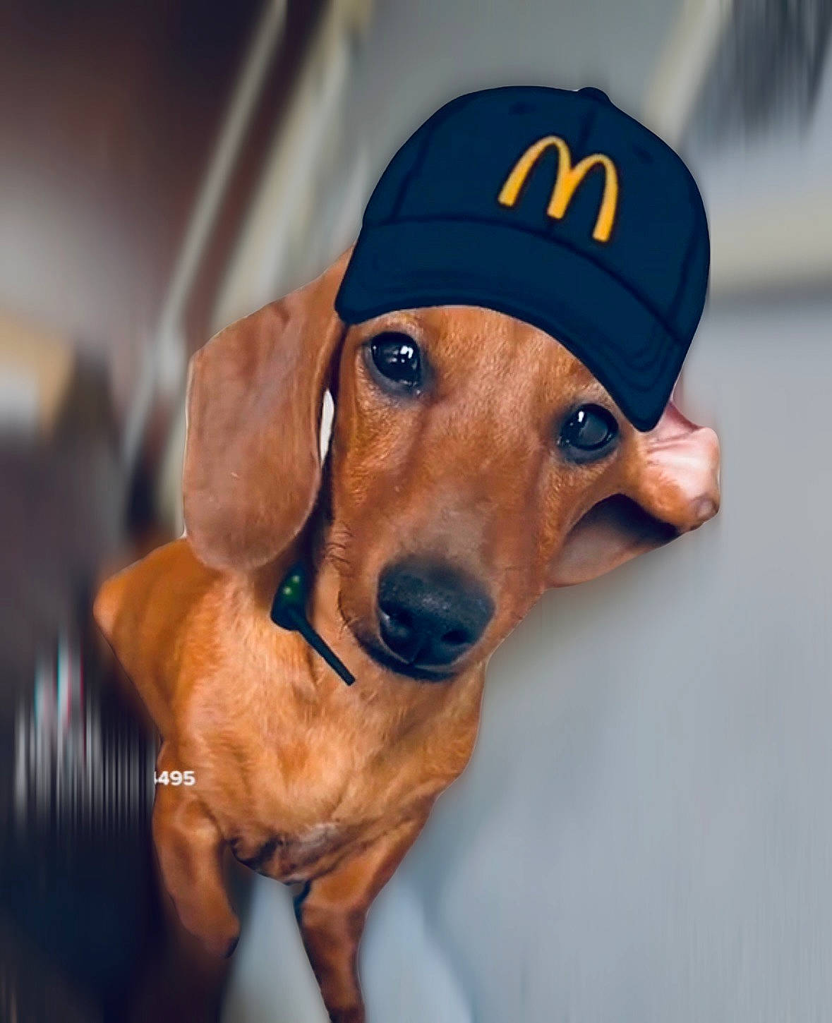 Hazel joined the competition — help win amazing prizes! baseball_cap, canidae, cap, carnivore, collar, companion_dog, dog, dog_breed, dog_supply, ear, electric_blue, fawn, hound, liver, personal_protective_equipment, pet_supply, snout, sporting_group, whiskers, working_animal