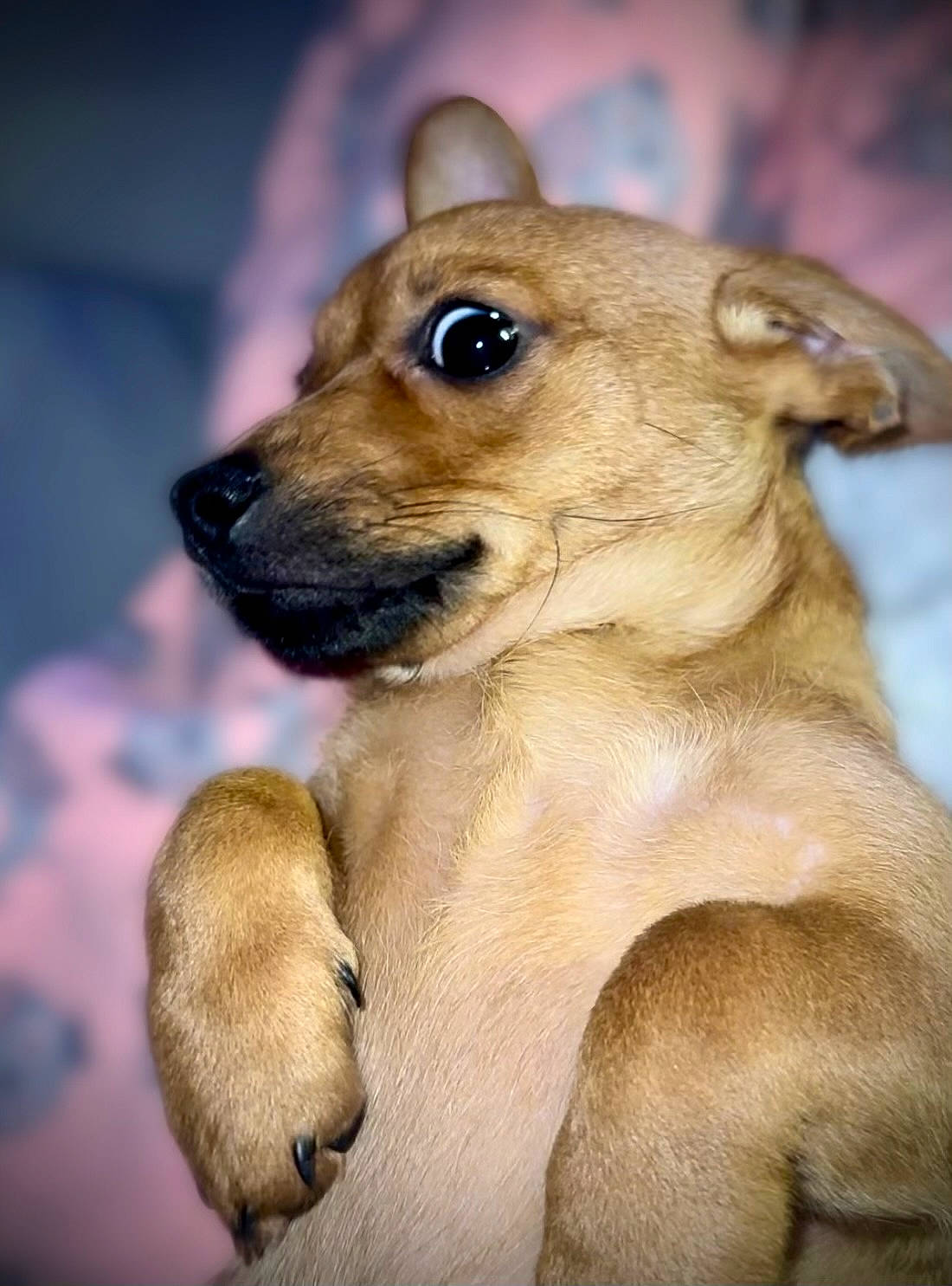 Maple joined the competition — help win amazing prizes! ancient_dog_breeds, canidae, carnivore, collar, companion_dog, dog, dog_breed, dog_collar, eye, fawn, fur, smile, snout, sporting_group, terrestrial_animal, whiskers, wildlife, working_animal