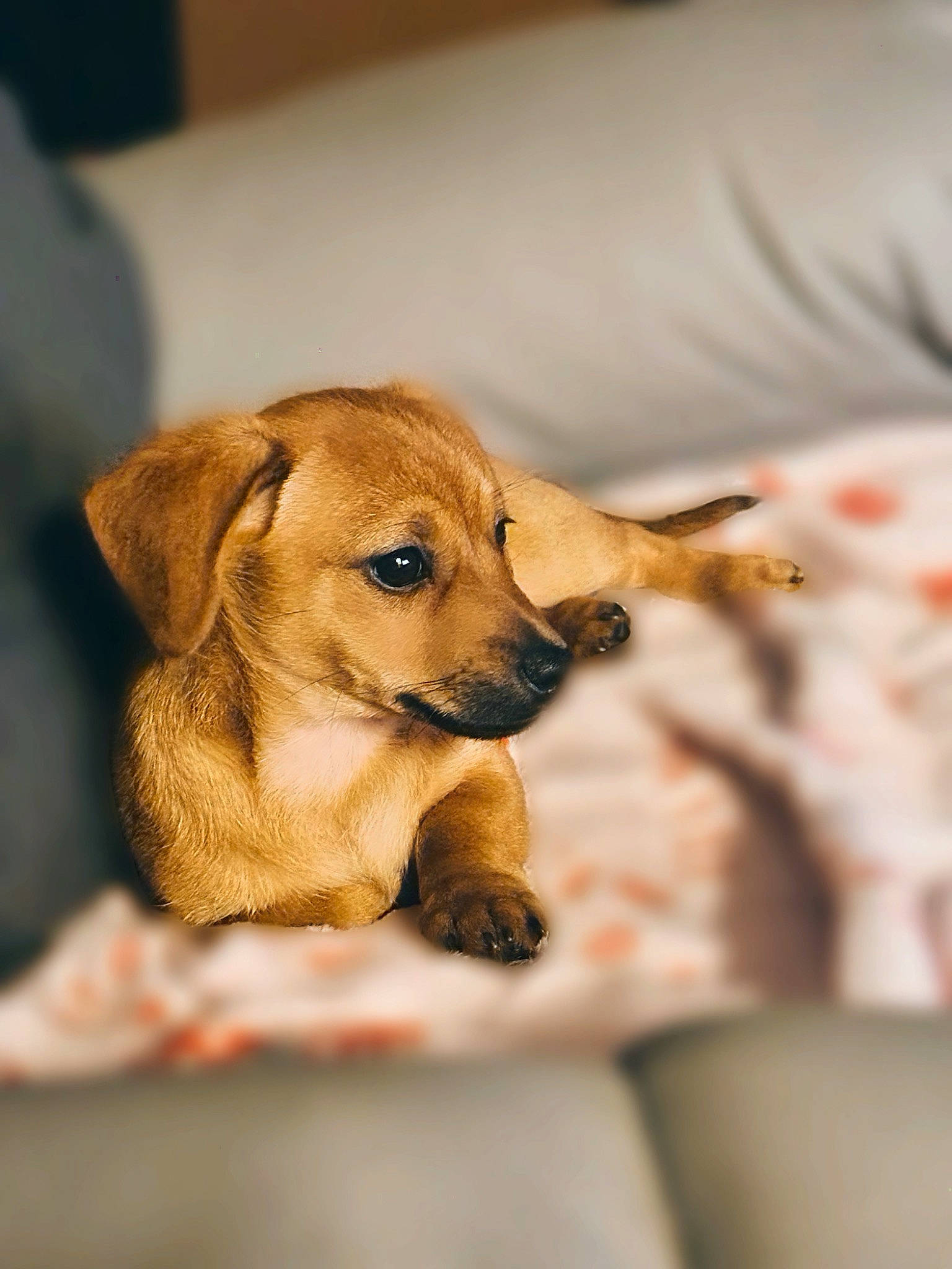 Maple is registered to the contest to win money with this photo: canidae, carnivore, comfort, companion_dog, dog, dog_breed, dog_supply, fawn, fur, linens, liver, paw, snout, sporting_group, tail, terrestrial_animal, whiskers, working_animal