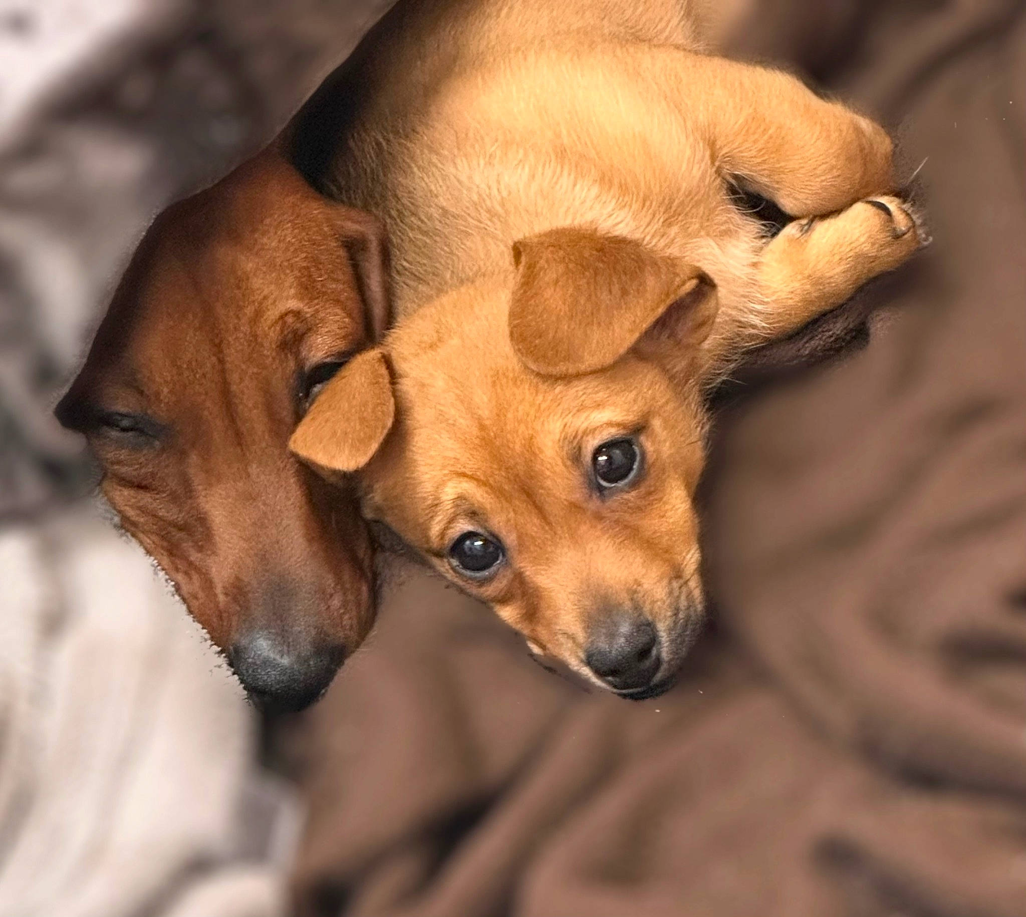 Maple is registered to the contest to win money with this photo: canidae, carnivore, close_up, companion_dog, dog, dog_breed, ear, eye, fawn, fur, snout, sporting_group, terrestrial_animal, toy_dog, whiskers, wildlife, wood, working_animal