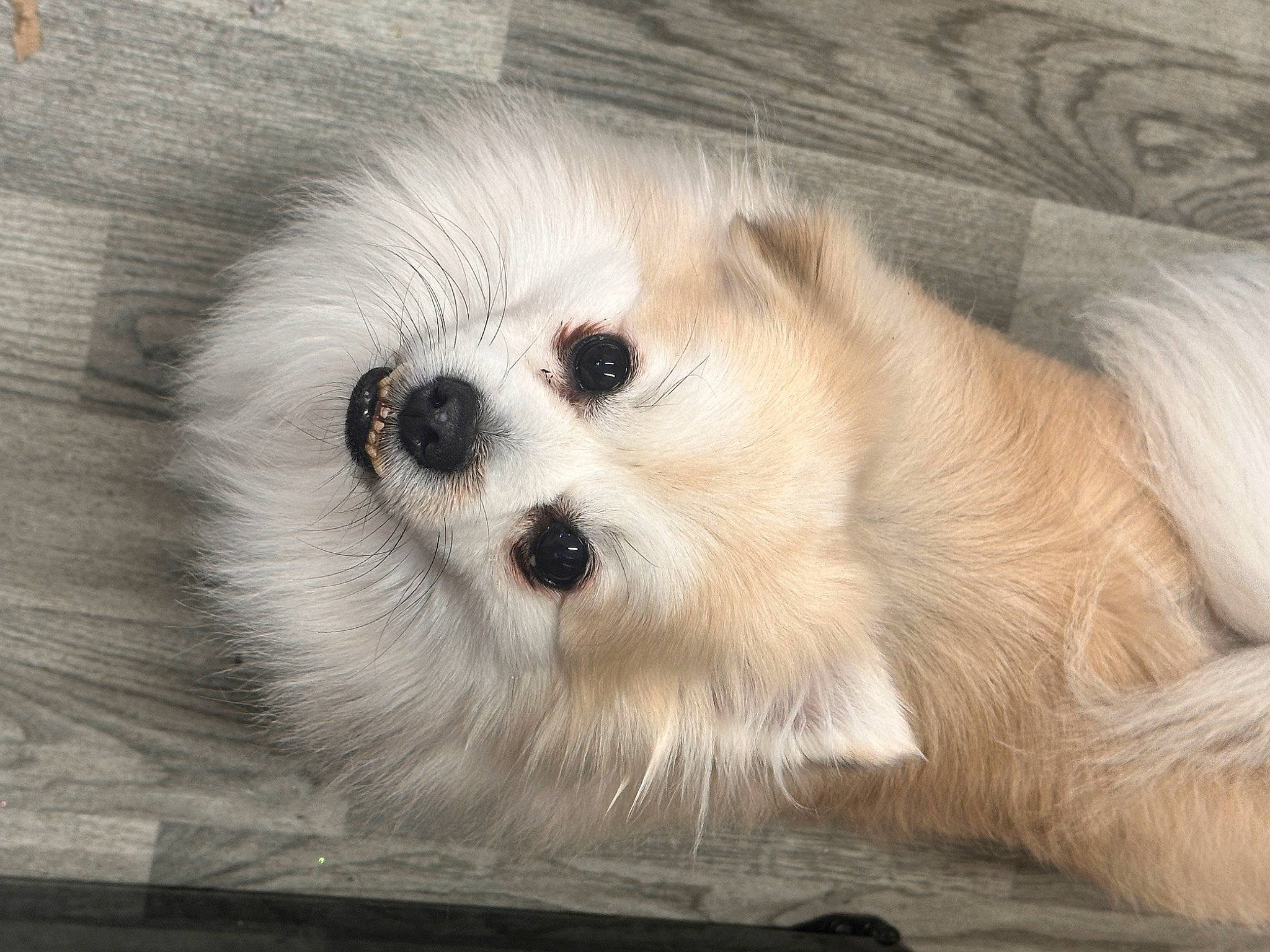 Almond joined the competition — help win amazing prizes! ancient_dog_breeds, canidae, carnivore, companion_dog, dog, dog_breed, fawn, fur, non_sporting_group, paw, snout, sporting_group, terrestrial_animal, toy_dog, whiskers, wildlife, working_animal