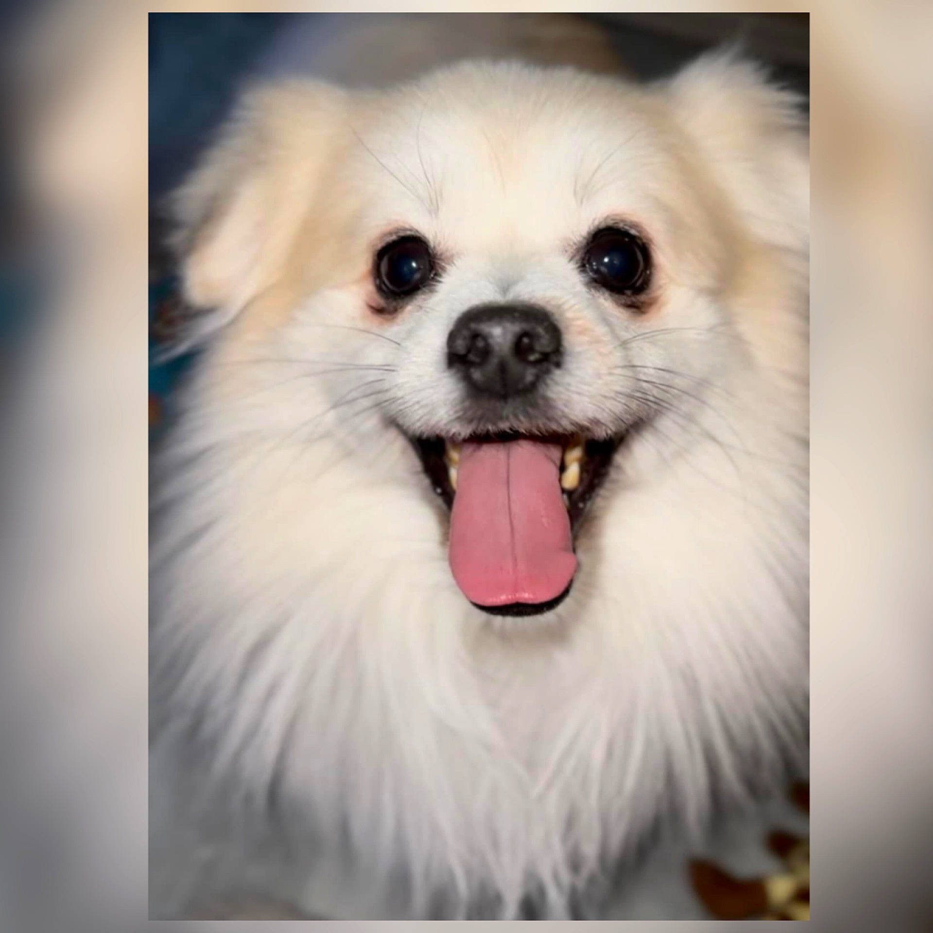 Almond joined the competition — help win amazing prizes! canidae, carnivore, companion_dog, dog, dog_breed, eye, fur, german_spitz, german_spitz_klein, hair, happy, head, iris, smile, snout, spitz, sporting_group, toy_dog, whiskers, working_animal
