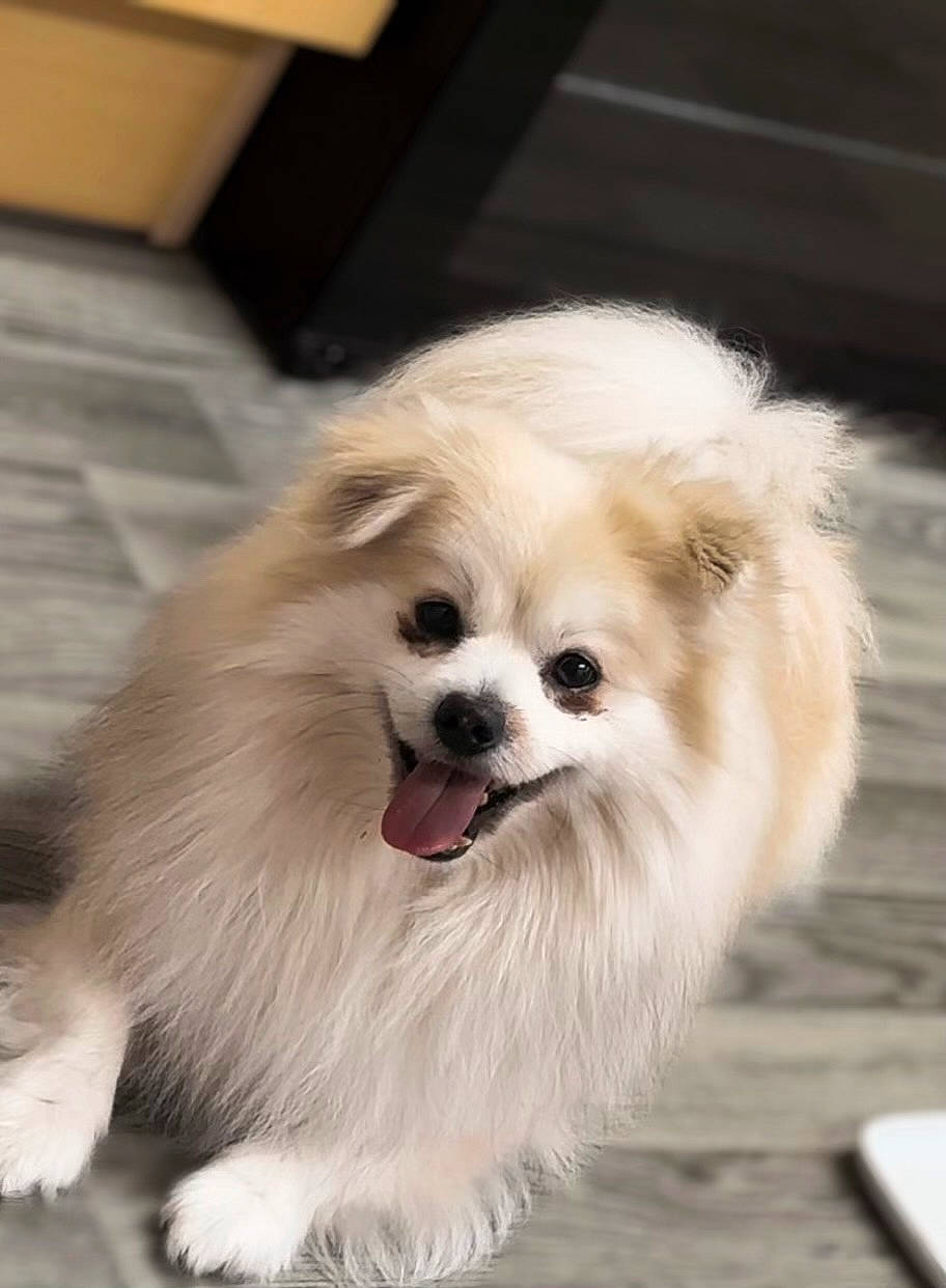 Almond is registered to the contest to win money with this photo: canidae, carnivore, companion_dog, dog, dog_breed, dog_supply, ear, eye, fawn, fur, german_spitz, german_spitz_klein, german_spitz_mittel, liver, snout, spitz, sporting_group, toy_dog, whiskers, working_animal