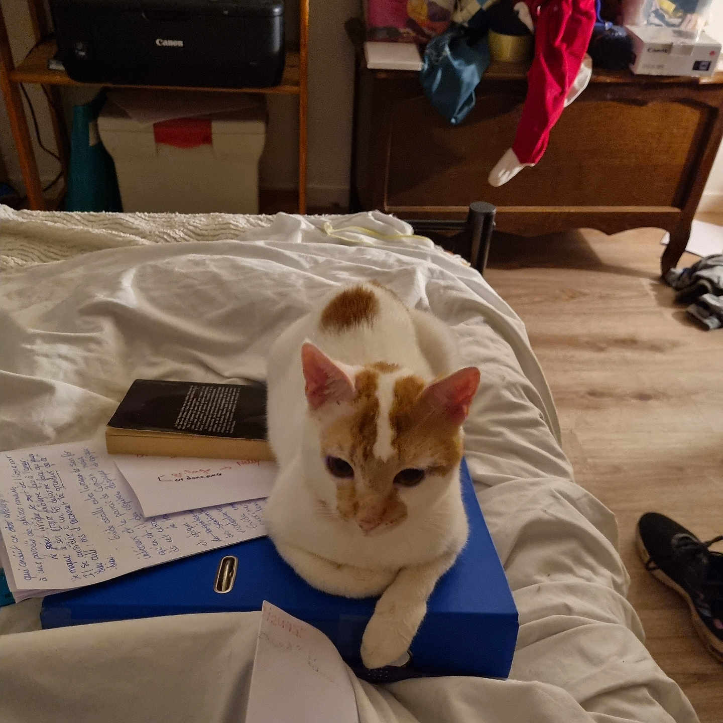 Sunlight participe au concours pour gagner de l'argent avec cette photo : animal, bed, book, box, cat, clothing, computer, computerhardware, electronics, footwear, furniture, hardware, hardwood, laptop, pc, pet, plywood, publication, shoe, wood