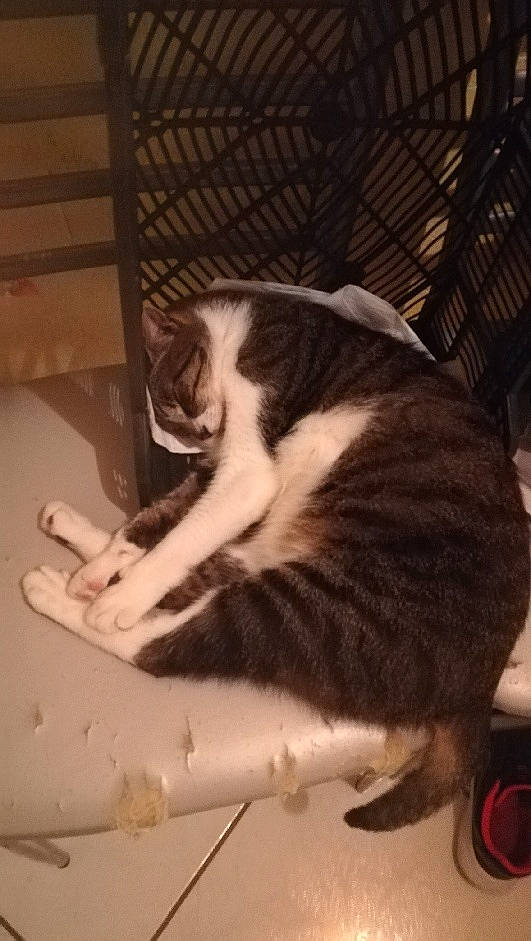 Drago a rejoint le concours — aidez-le/la à gagner de superbes lots ! carnivore, cat, domestic_short_haired_cat, ear, european_shorthair, felidae, kitten, small_to_medium_sized_cats, tail, whiskers