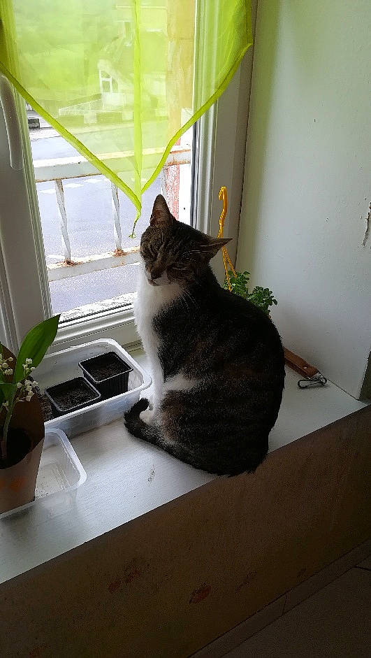 Drago participe au concours pour gagner de l'argent avec cette photo : carnivore, cat, domestic_short_haired_cat, european_shorthair, felidae, floor, flooring, home, house, houseplant, interior_design, plant, room, small_to_medium_sized_cats, tabby_cat, table, tail, whiskers, window