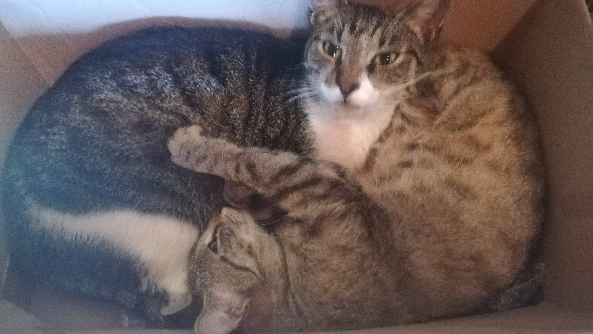 Drago a rejoint le concours — aidez-le/la à gagner de superbes lots ! aegean_cat, american_wirehair, arabian_mau, asian, australian_mist, california_spangled, carnivore, cat, domestic_short_haired_cat, dragon_li, egyptian_mau, european_shorthair, felidae, mammal, pixie_bob, small_to_medium_sized_cats, snout, tabby_cat, vertebrate, whiskers