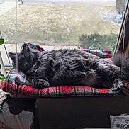 Lucy is registered to the contest to win money with this photo: cat, gray_cat, fluffy, window, blanket, plaid, indoor, relaxed, cozy, pet, fur, tail, plant, table, snug, resting, animal, home, feline, daylight